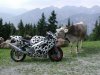 cowandfriends06