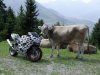cowandfriends08